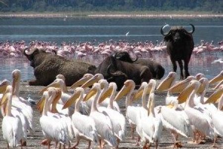 7-Day Amboseli, Lake Nakuru & Masai Mara Safari