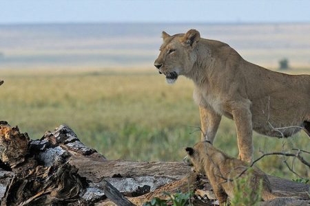 2-Day Maasai Mara Safari
