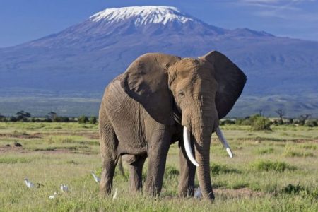 3-Day Amboseli National Park Big Five Safari