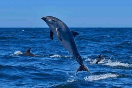 Wasini Island & Kisite Marine Park Day Trip