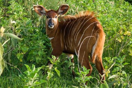 5-Day Aberdare Hiking & Walking Safari