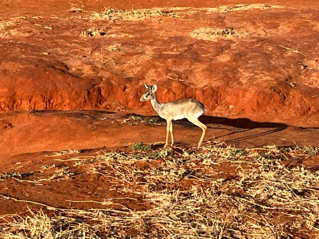 Elky 2 Days Tsavo East, Salt Lick Taita Hills & Ngutuni Game Sanctuary Safari
