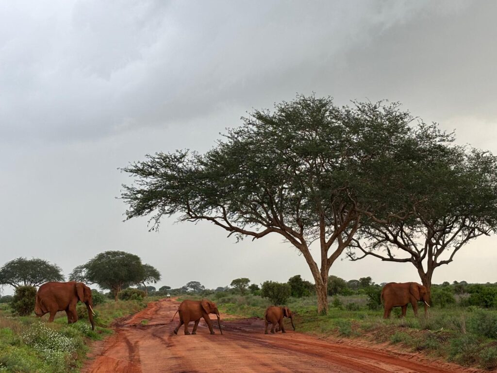 Elky 2 Days Tsavo East & Tsavo West Safari from Coastal Kenya