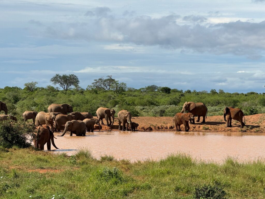 Elky 4-Day Safari – Tsavo East, Amboseli & Ziwani (Tsavo West)