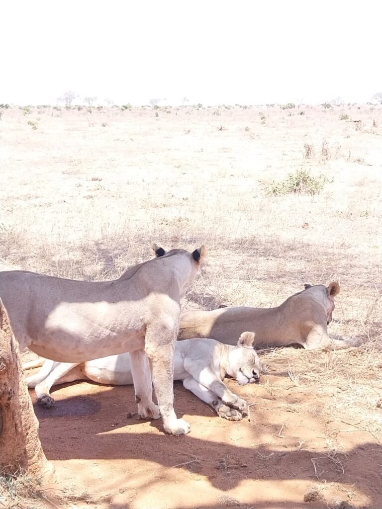 Elky 4-Day Safari – Tsavo East, Amboseli & Tsavo West