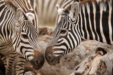 4-Day Coastal Kenya to Nairobi Wildlife Safari