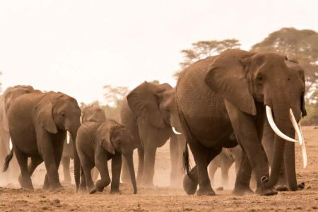 The 5 Days Ultimate Kenya Wildlife & Big Five Adventure