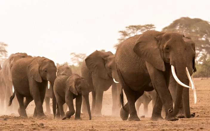 Elky 4 Days / 3 Nights – Tsavo East, Tsavo West & Amboseli Safari on MidRange
