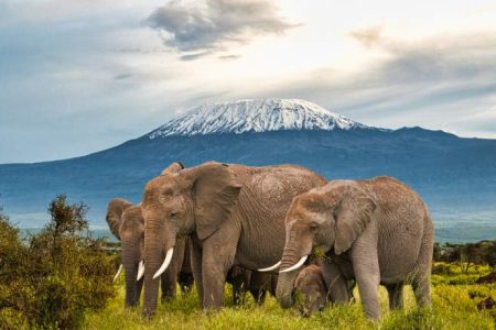 4-Day Nairobi to Coastal Kenya Wildlife Safari From USD 850 Per Person