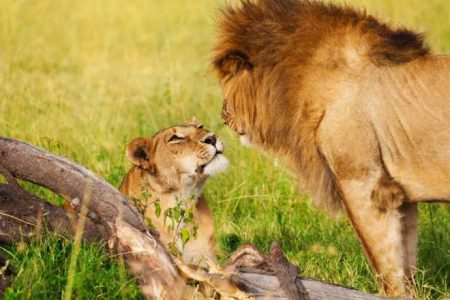 3 Days / 2 Nights Amboseli & Tsavo West Safari (Kilimanjaro)