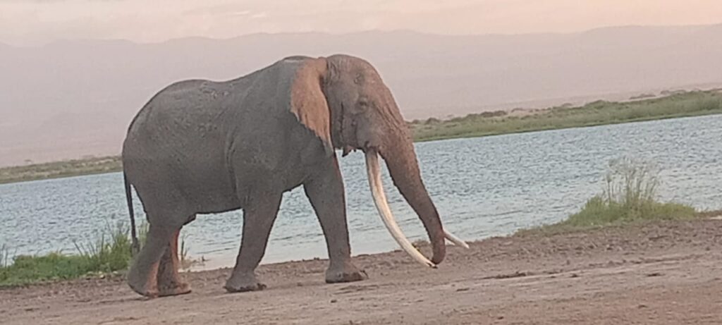 ELKY 11 DAYS KENYA SAFARI & BEACH HOLIDAY