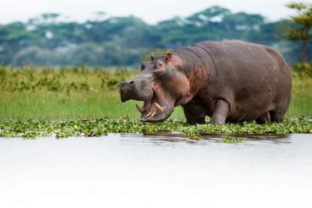 5-Day Masai Mara, Lake Nakuru & Lake Naivasha Safari