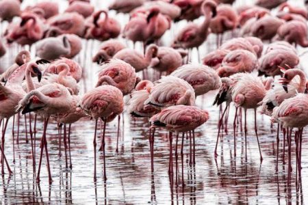 Lake Nakuru National Park Day Trip