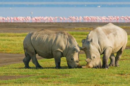 2-Day Lake Nakuru Explorer Safari