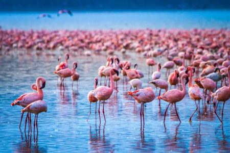 5-Day Nairobi to Coastal – Lake Nakuru, Amboseli, Taita Hills & Tsavo East