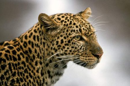 6-Day Masai Mara, Lake Nakuru & Amboseli Safari