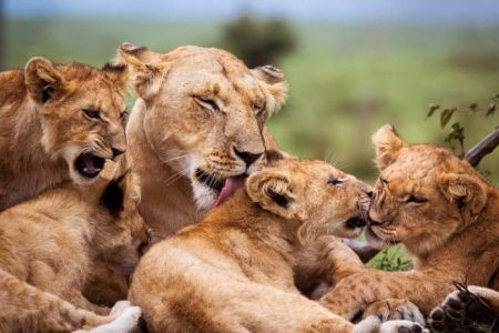 The 4 -Day Maasai Mara Scenic Fly-In Safari