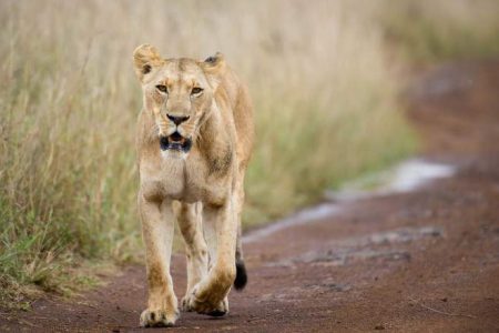 Nairobi National Park Game Drive