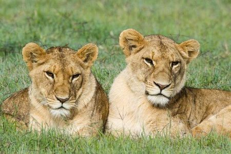 3-Day Ol Pejeta Conservancy Safaris