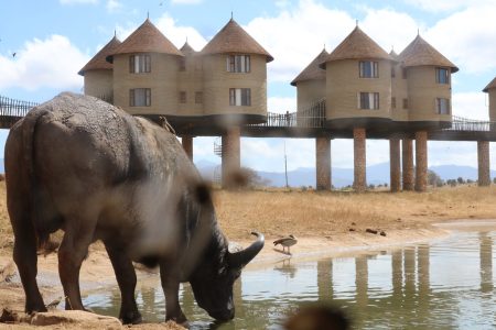 2-Day Taita Hills Salt Lick Lodge Safari from the Kenya Coast