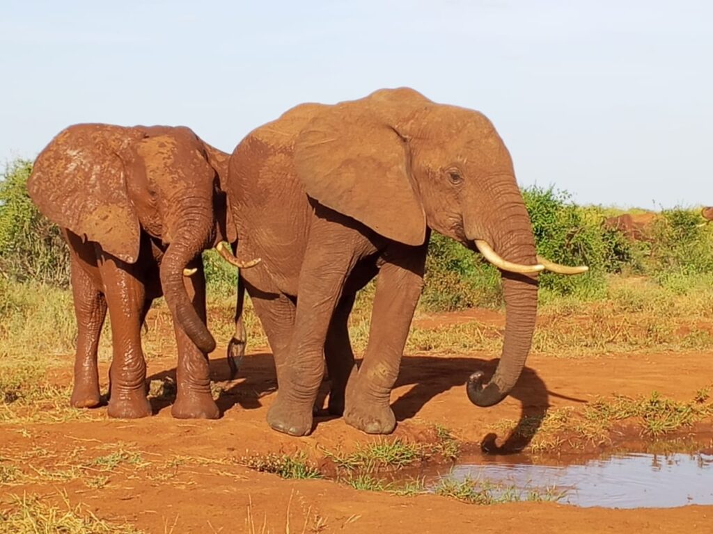 Elky 3 Days / 2 Nights – Tsavo East National Park Safari