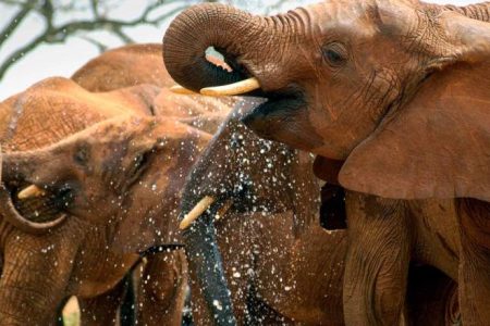 2-Day Tsavo East Classic Safari from Diani, Mombasa, Watamu & Malindi