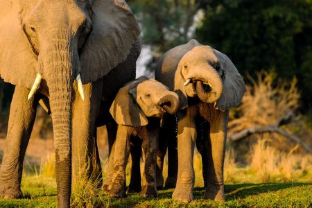 4-Day Tsavo East, Ziwani Conservancy & Amboseli Safari: Nairobi to Coastal Kenya