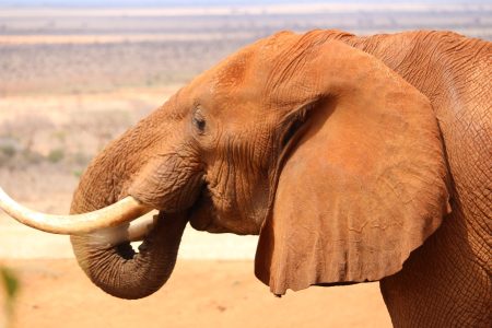 Elky 2 Days Taita Hills Salt Lick – Ngutuni Game Sanctuary Safari