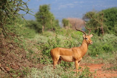 4-Day Kenya Safari – Tsavo East, Amboseli & Ziwani (Tsavo West)