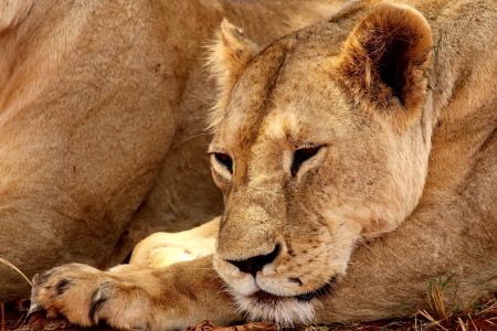 2-Day Coastal Kenya to Nairobi Wildlife Safari by SGR Train