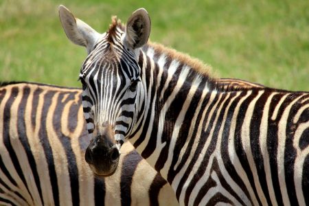 4 Days 3 Nights Tsavo East, Tsavo West & Amboseli Safari