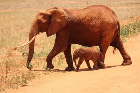 2 Days Tsavo East & Tsavo West Safari from Coastal Kenya