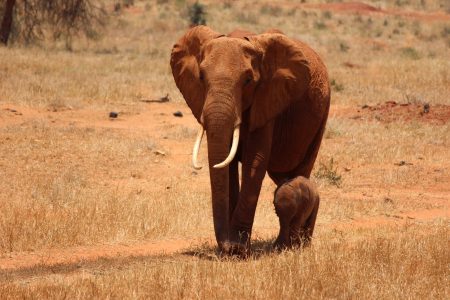 4-Day Nairobi to Coastal Kenya Wildlife Safari