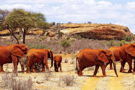 Elky 3 Days / 2 Nights – Tsavo East National Park Safari