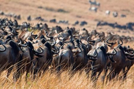 8-Day Coastal Kenya Big Five Safari