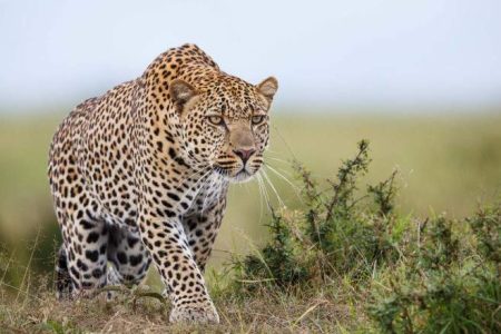 3-Day Nairobi to Maasai Mara Wildlife Safari
