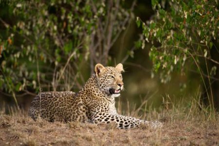 7-Day Nairobi to Coastal Kenya Wildlife Safari & Beach Holiday