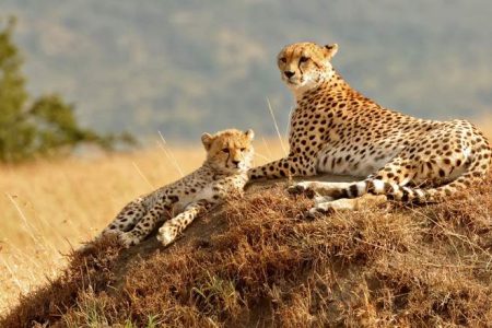 5-Day Great Rift Valley & Maasai Mara Safari by SGR Train