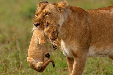 3-Day Maasai Mara Safari by Overnight SGR Train (Coastal Kenya to Nairobi)