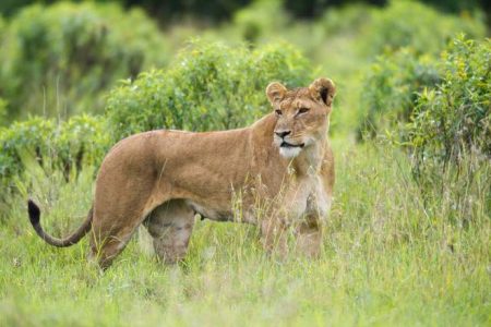 8-Day Tsavo, Amboseli, Ol Pejeta, Samburu & Lake Naivasha Safari