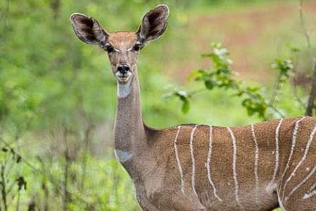 3-Day Tsavo East & Tsavo West Adventure Safari