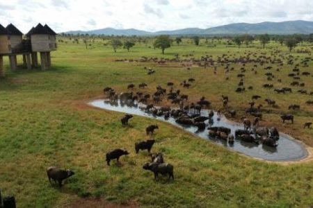 3-Day Tsavo East & Salt Lick Wildlife Adventure