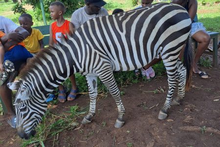 Half-Day Colobus Conservation – Kaya Kinondo & Bora Bora Wildlife Park