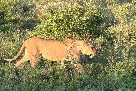 4-Day Tsavo East, Ziwani Conservancy & Amboseli Safari
