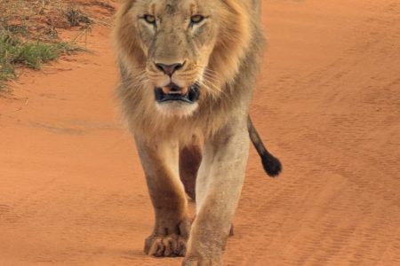 3-Day Shimba Hills Waterfalls & Tsavo East Safari