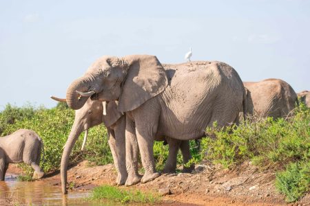2-Day Amboseli Explorer Safari: Nairobi to Coastal Kenya