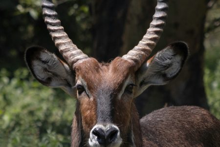 5-Day Tsavo East, Taita Hills, Amboseli & Lake Nakuru Safari