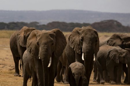 4-Day Coastal Kenya to Nairobi Wildlife Safari
