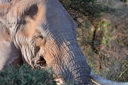 2-Day Amboseli Explorer Safari: Coast to Nairobi