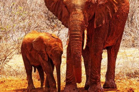 15-Day Kenya Cultural, Community & Wildlife Safari